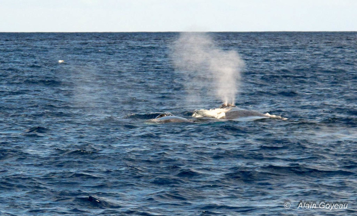 Quand la baleine à bosse fait surface elle expulse par son évent l'air contenu dans ses poumons.
