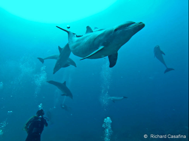 Il n'est pas rare que les dauphins scannent les plongeurs à l'aide de leur sonar.