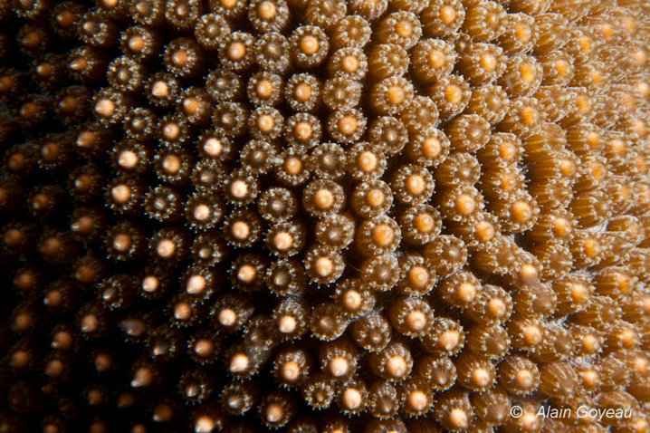 On aperçoit les oeufs dans la bouche des polypes. On aperçoit les oeufs dans la bouche des polypes.