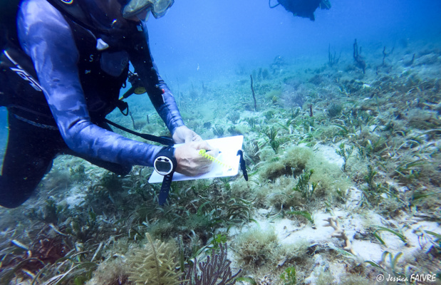 Equipé d'une ardoise, le guide note les noms des espèces. Equipé d'une ardoise, le guide note les noms des espèces.