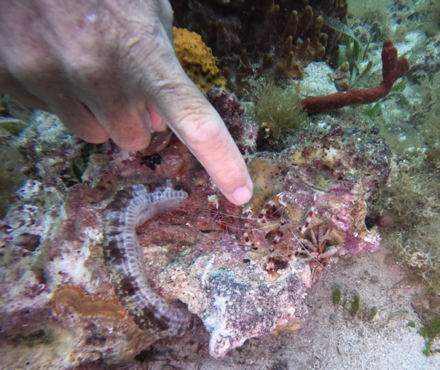 Holothurie Lappa et crevette grande nettoyeuse. Holothurie Lappa et crevette grande nettoyeuse.