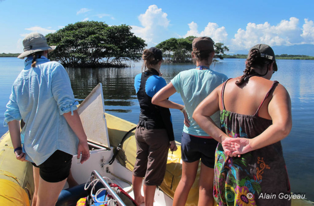 Les jeunes Requins Citrons trouvent refuge dans les racines de palètuviers. Les jeunes Requins Citrons trouvent refuge dans les racines de palètuviers.