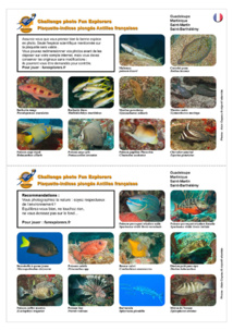 Challenge photo nature Fun Explorers Antilles. Challenge photo nature Fun Explorers Antilles.