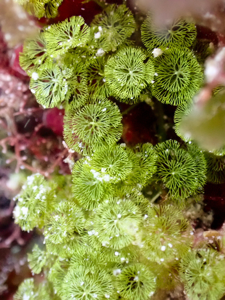 La minuscule et délicate algue verte, Caulerpa verticilla.