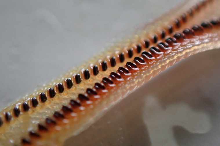 Une radula (langue) d'un Chiton, observé à la binoculaire.