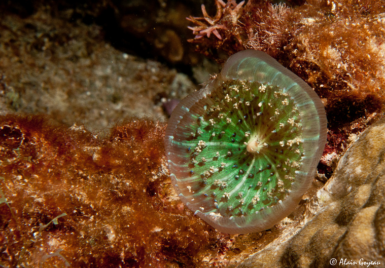 Un Corallimorphaire verruqueux de la famille des Cnidaires. Un Corallimorphaire verruqueux de la famille des Cnidaires.