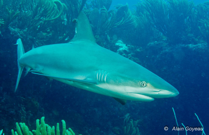 Un Requin Caraïbe (Carcharhinus perezi) rode sur le récif.