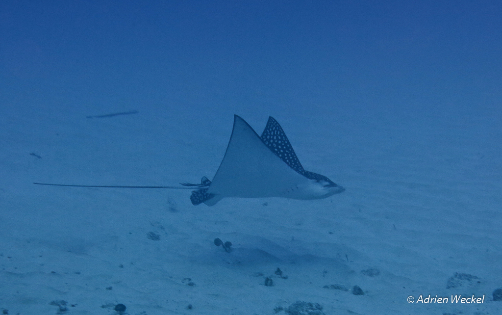 Raie Léopard. Raie Léopard.