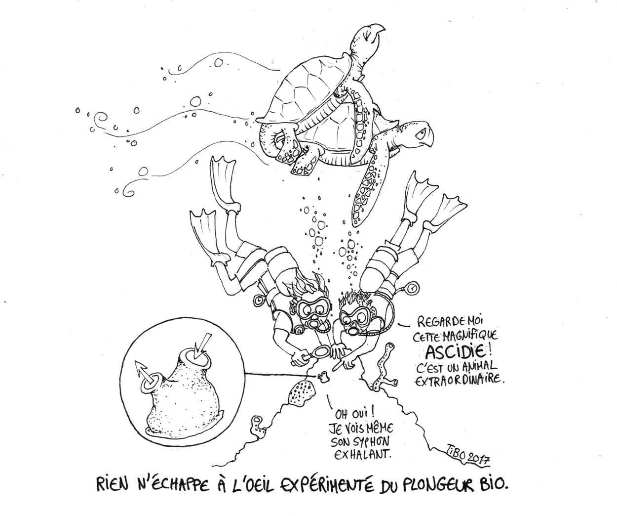 L'oeil expérimenté des plongeurs Bio.