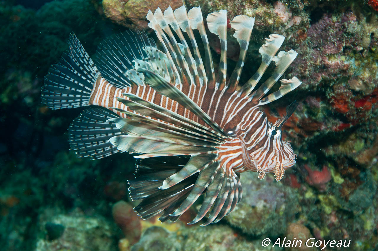 Poissons Lions, Ptérois volitan.