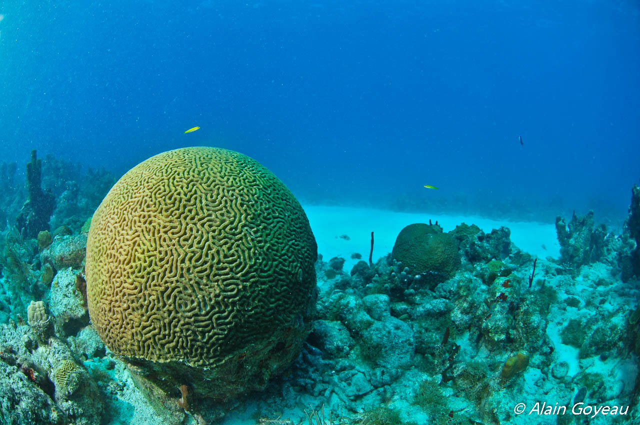 Corail Cerveau dans le Parc National de Guadeloupe.