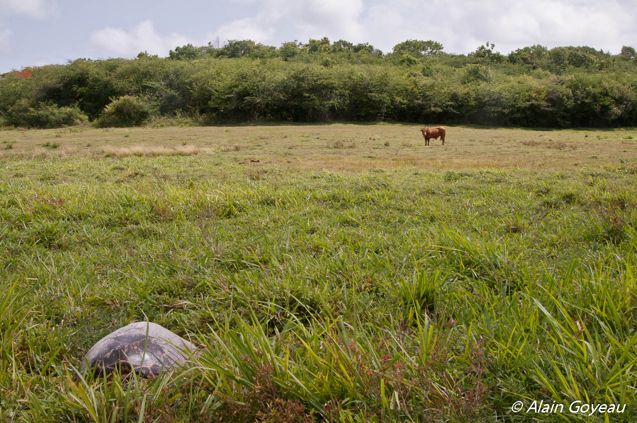 Une tortue Imbriquée à 1 km de la mer. Une tortue Imbriquée à 1 km de la mer.