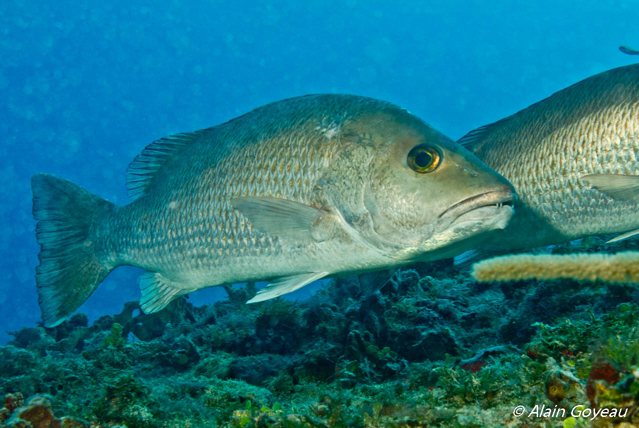 Deux Pagres très curieux nous accompagnent à la plongée de l'Oeil à Port-Louis. Deux Pagres très curieux nous accompagnent à la plongée de l'Oeil à Port-Louis.