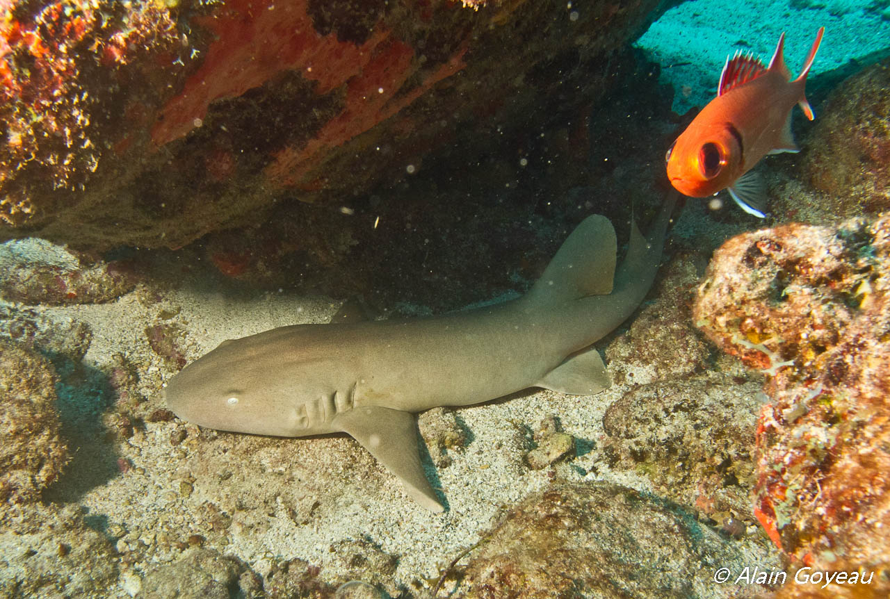 Requin Dormeur dissimulé sous un surplomb.