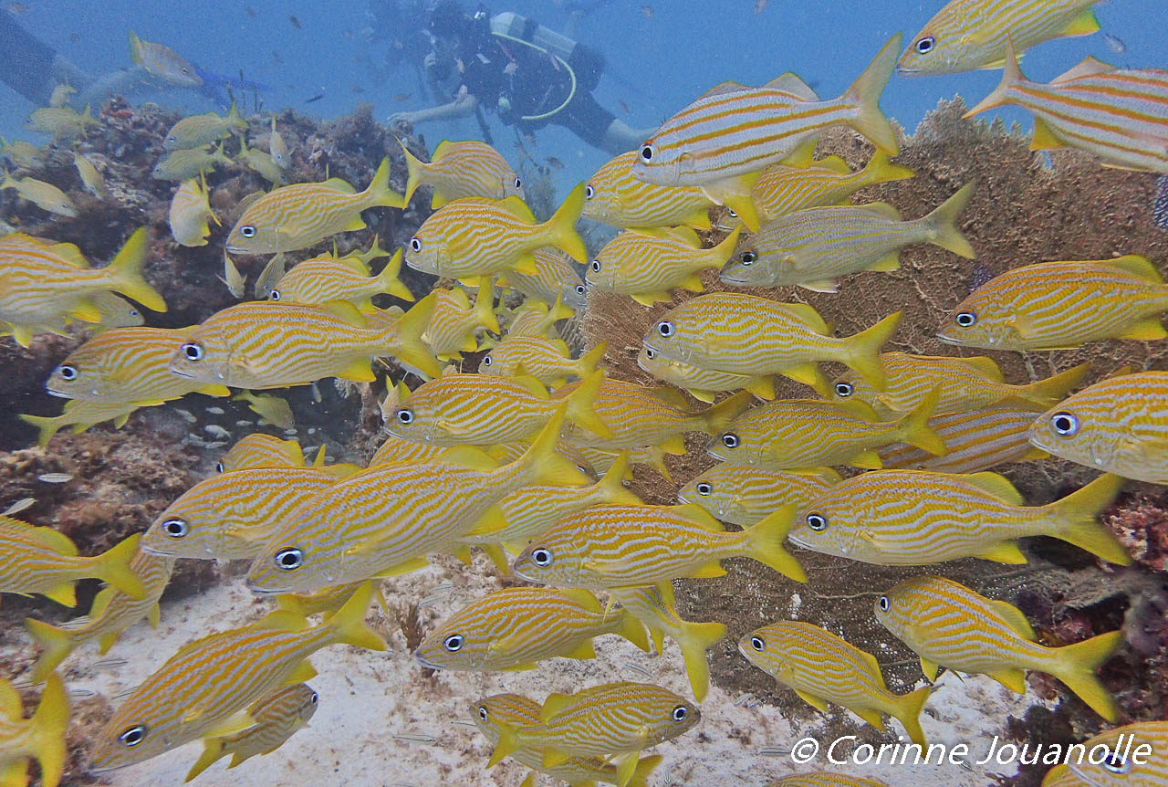 Le fouet de mer est une espèce - Aquarium de la Guadeloupe