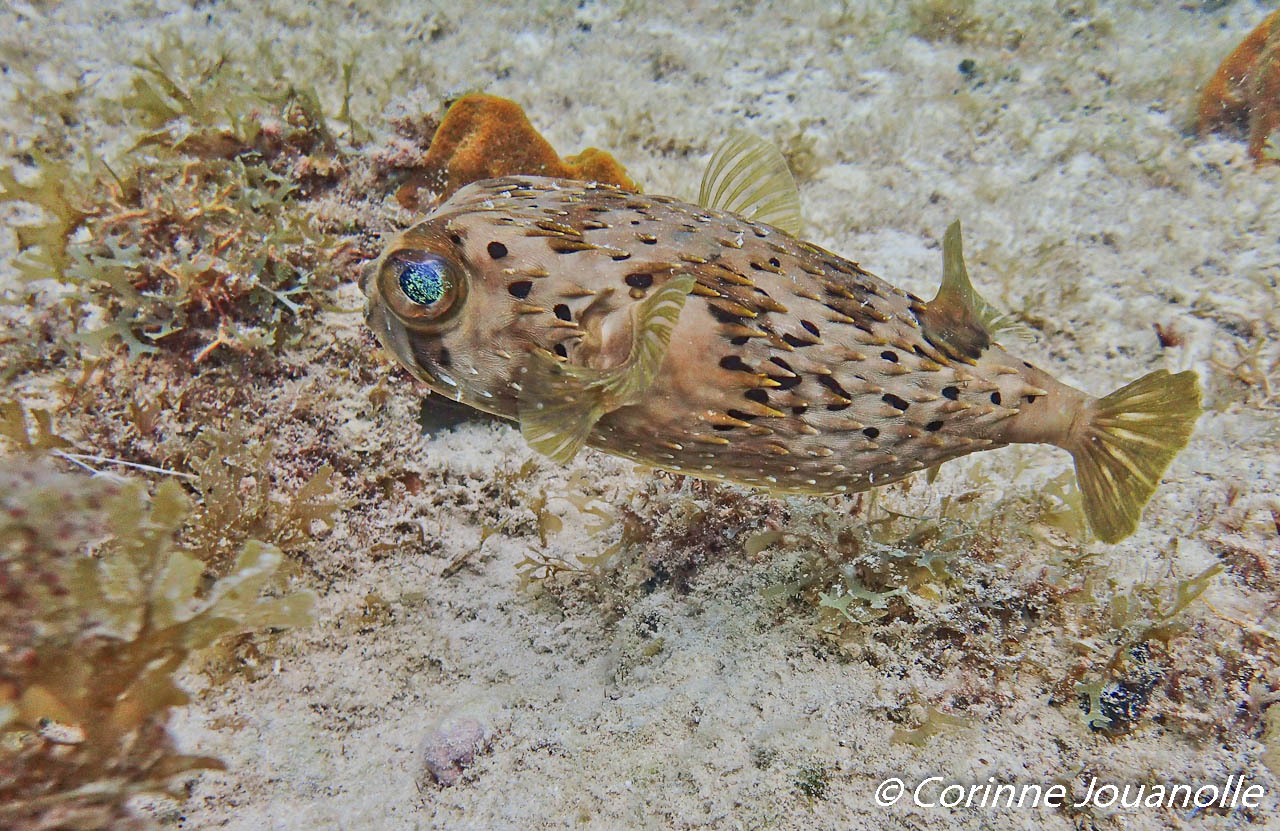 Petit Diodon sur le site à baptême de plongée à Port-Louis en Guadeloupe.