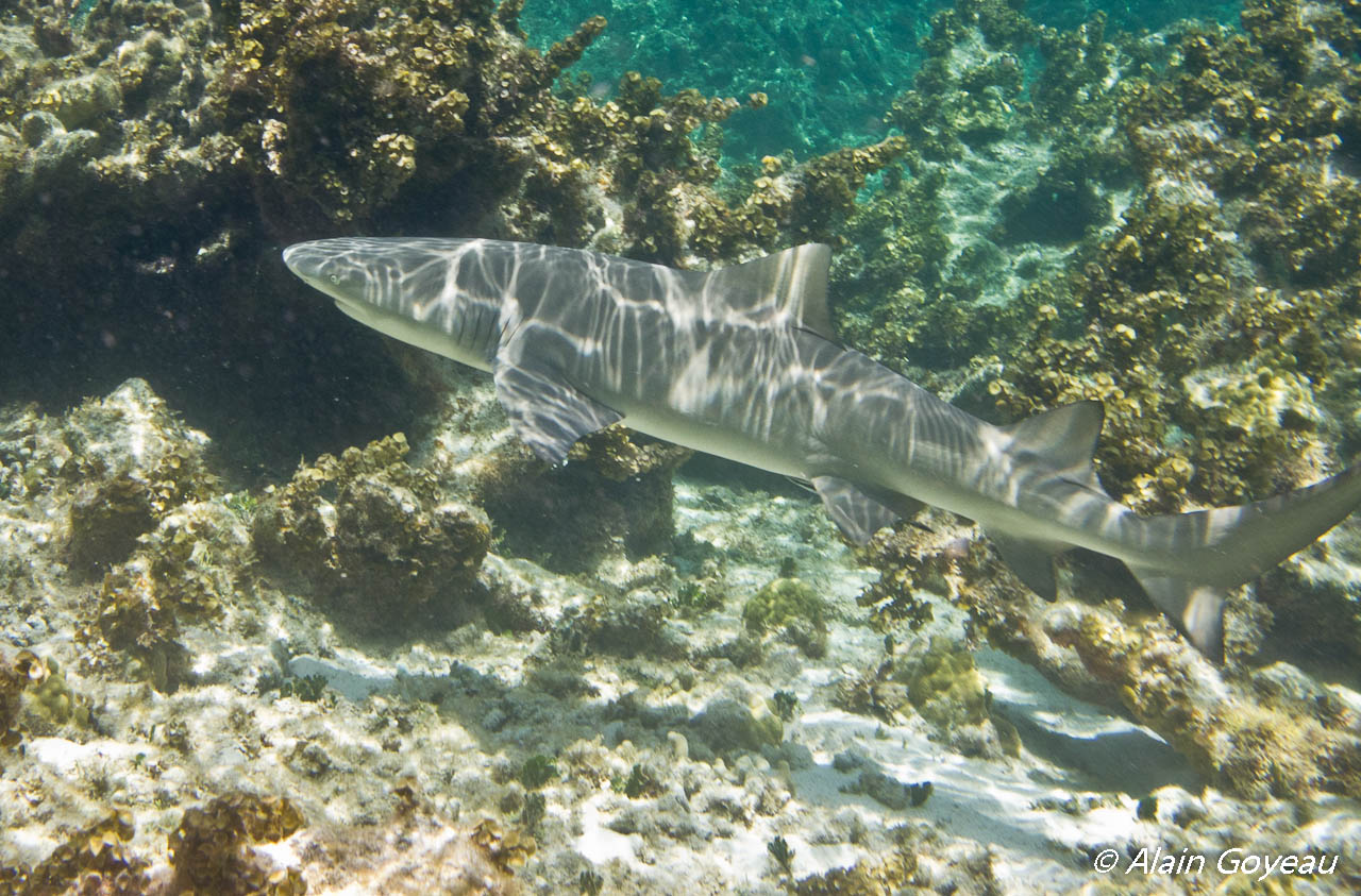 Randonnée palmée. Requin Citron (Negaprion brevirostris). Randonnée palmée. Requin Citron (Negaprion brevirostris).
