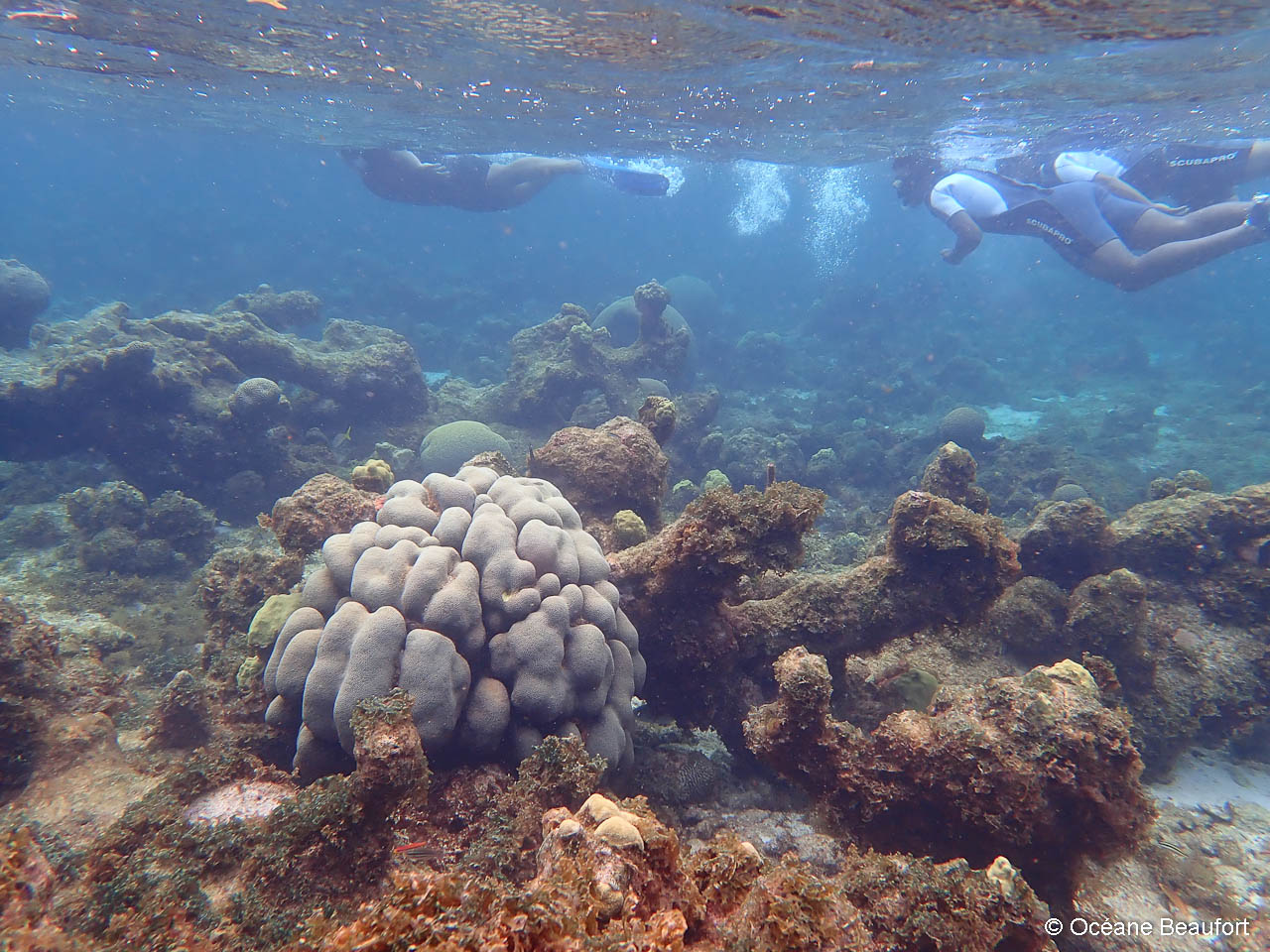 Randonnée subaquatique dans le coeur de Parc National Guadeloupe.