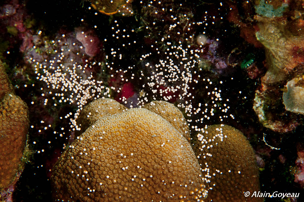 Reproducyion de Corail Etoilé Lobé (Orbicella annularis).