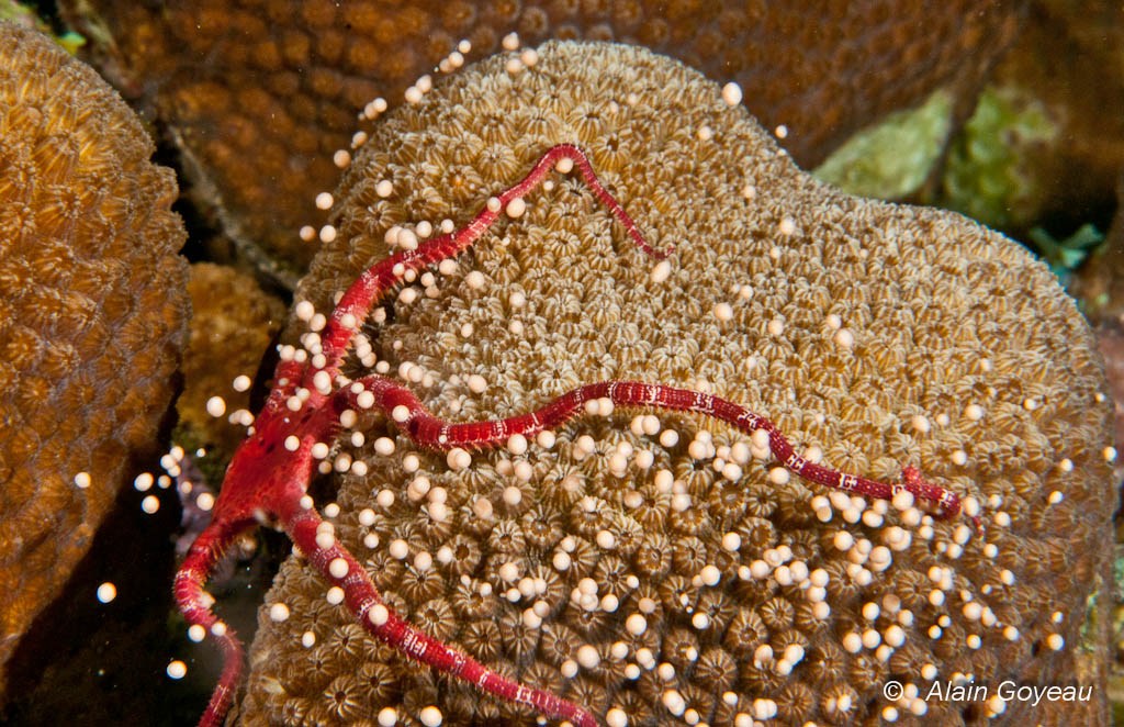 Une Ophiure tente de saisir les oeufs du Corail Etoilé.