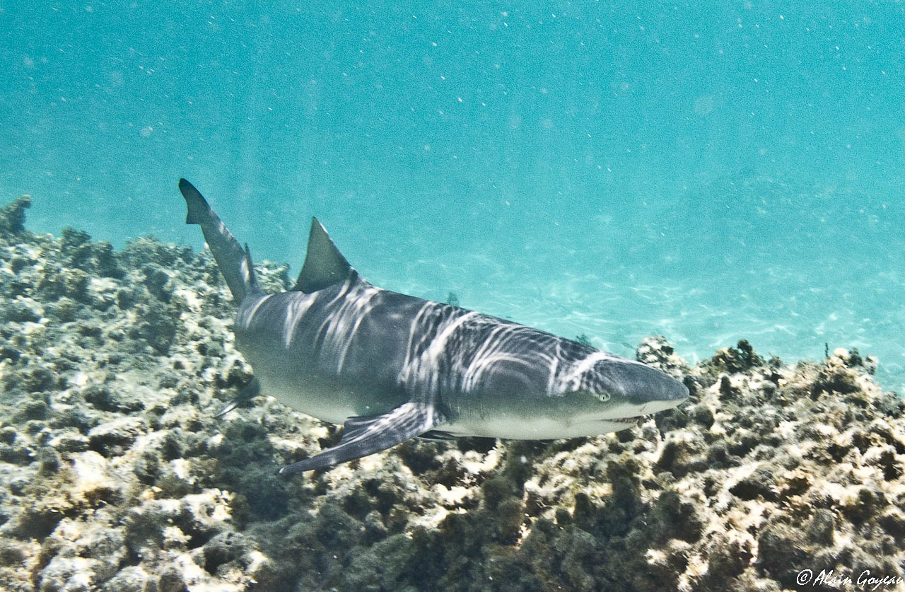 Requin Citron en maraude dans le lagon.