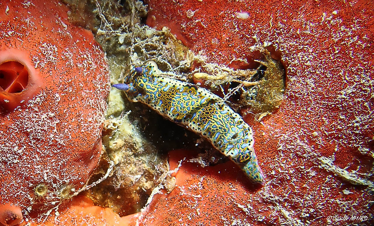 La Limlace d'Alain (Hypselodoris alaini). La Limlace d'Alain (Hypselodoris alaini).
