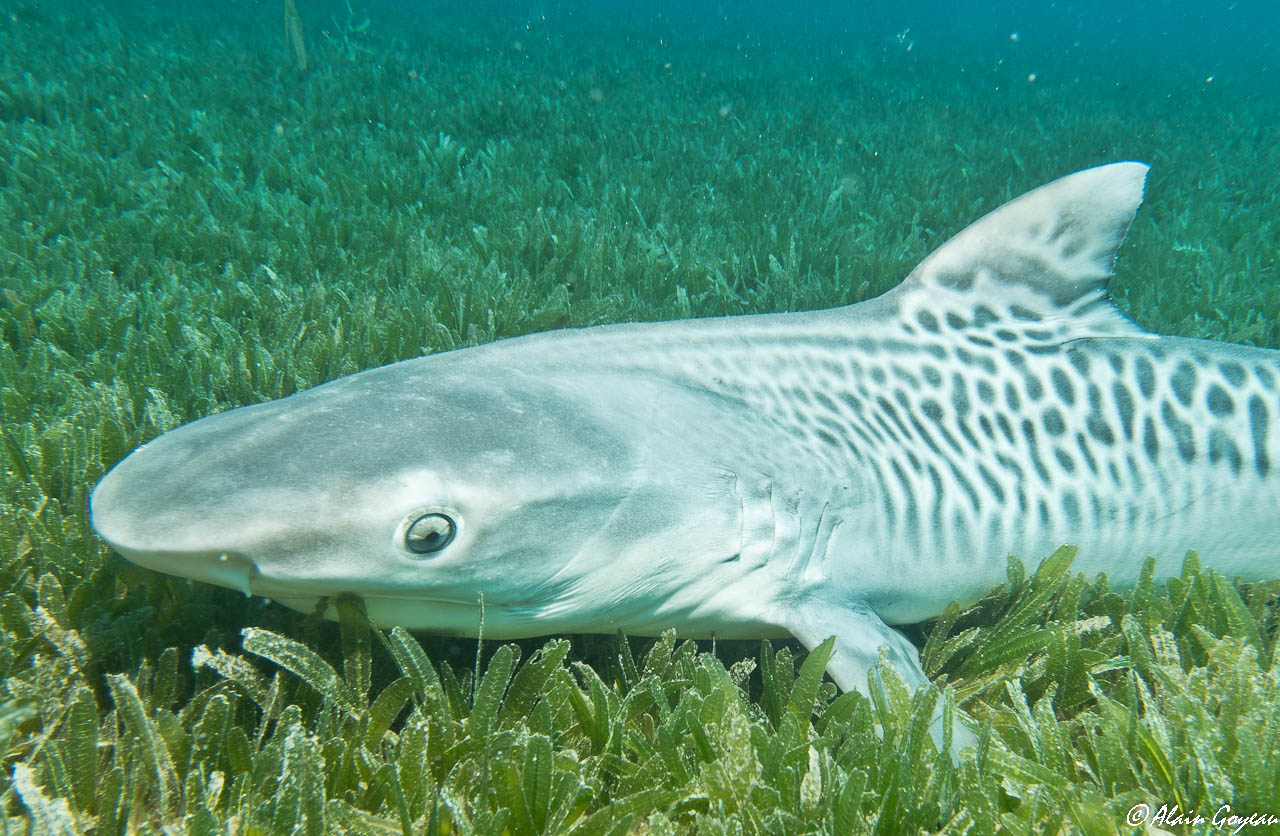 Requin Tigre (Galeocerdo cuvier).