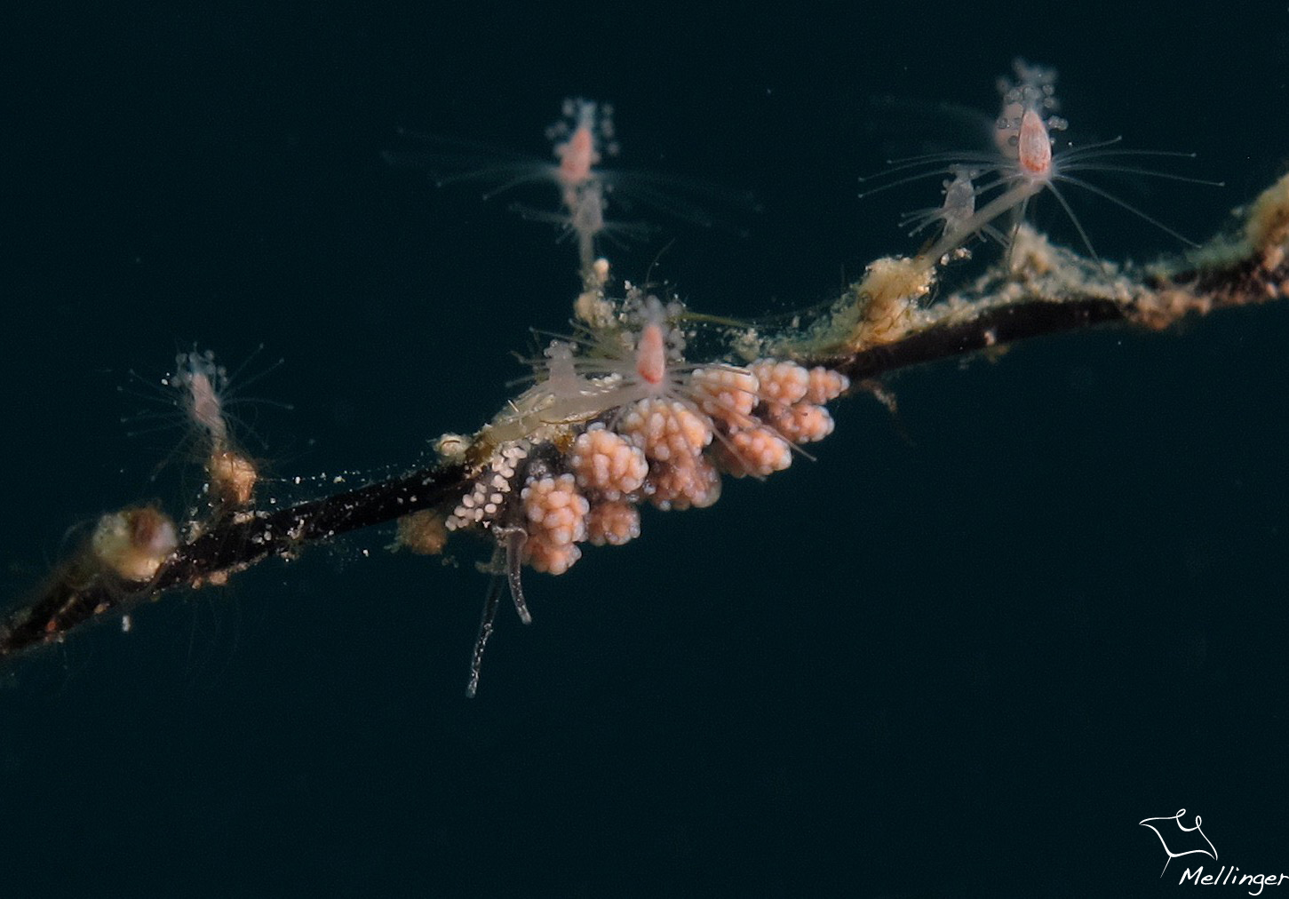 Doto uva. Limace de mer de l'ordre des nudibranche. Taille 5 mm.