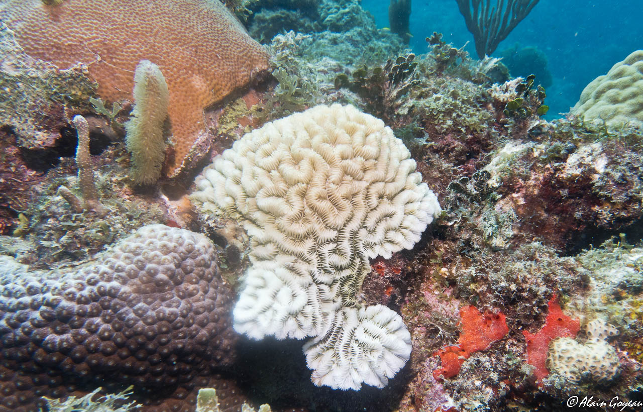 Maladie de la perte de tissu corallien (SCTLD) sur un corail Méandreux.