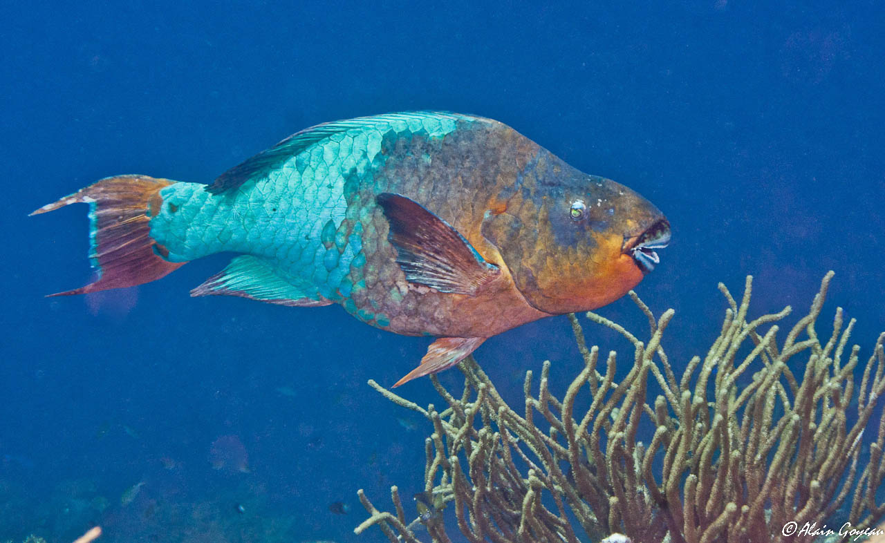 Perroquet Zawag Flamand ( Scarus guacamaia).