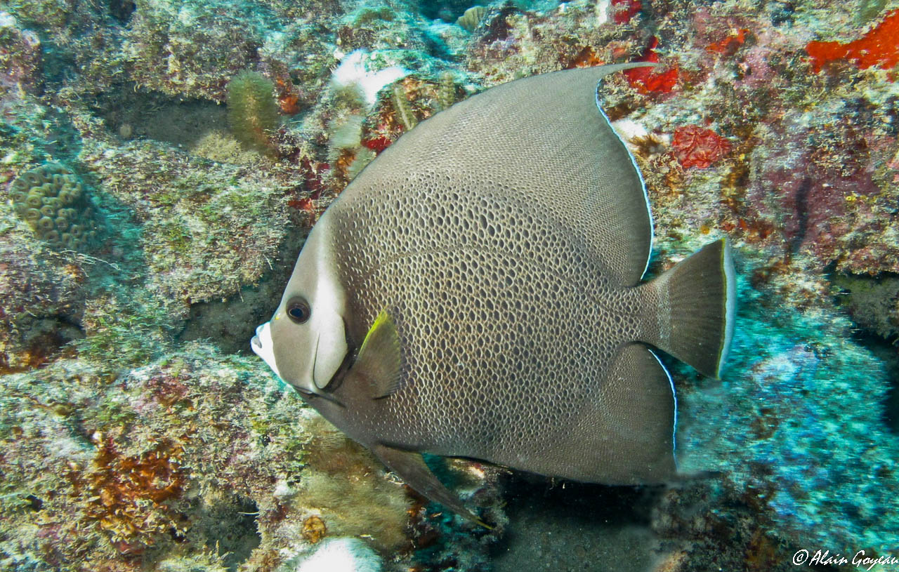 Ange Gris (Pomacanthus arcuatus).