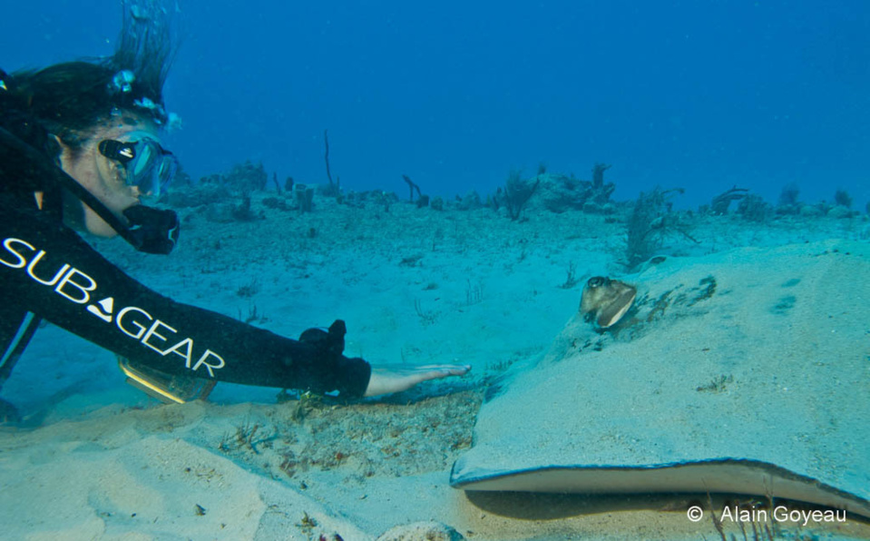 Raie Pastenague Raie Pastenague