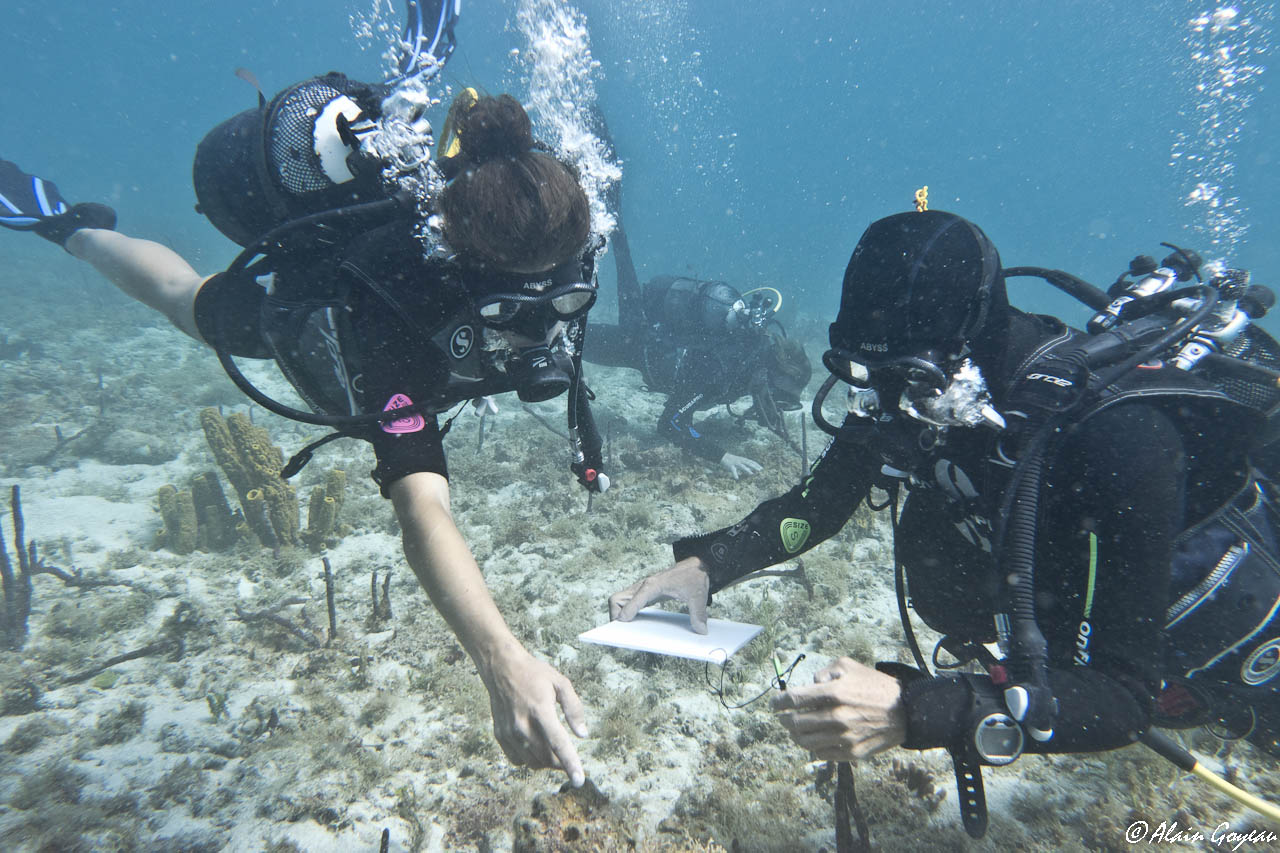 Stage de biologie, c'est apprendre à regarder... Stage de biologie, c'est apprendre à regarder...