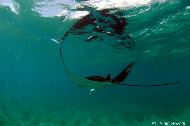 La Raie Manta (Manta birostris). La Raie Manta (Manta birostris).