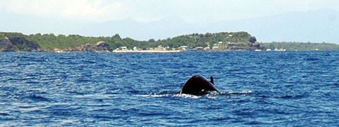 La baleine à bosse s'apprête à sonder. Plongée Guadeloupe.