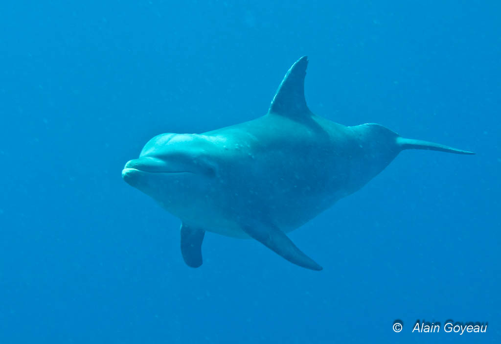 Rocio est un Grand Dauphin (Tursiops truncatus) du groupe de Petite Terre en Guadeloupe.