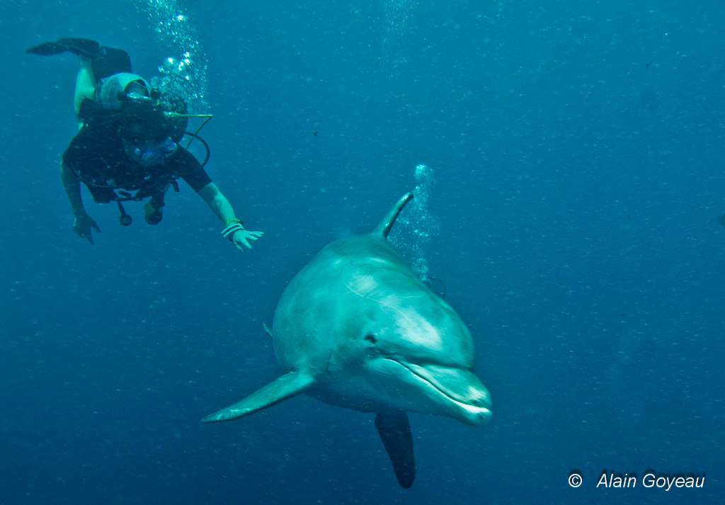 Les dauphins sont des animaux sauvages évitez les gestes brusques, ne cherchez pas à les toucher.