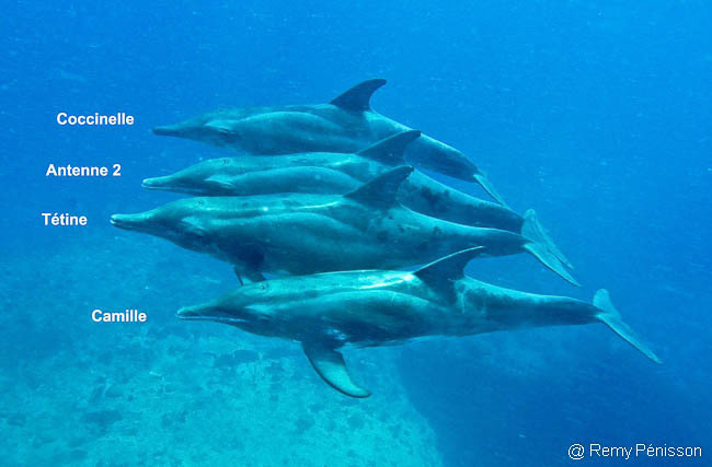 Le groupe de dauphins Sténos qui séjourne en Guadeloupe est parfaitement identifié.