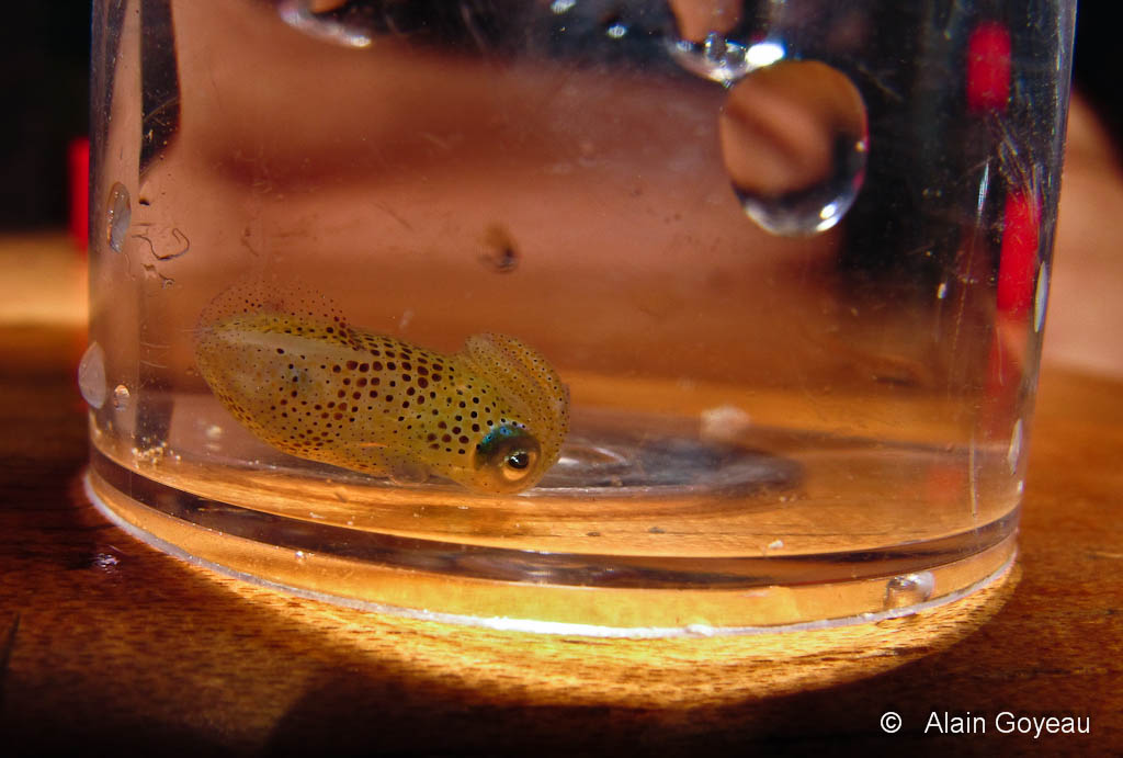 Un bébé Calmar (Sepioteuthis sepioidea) juste éclos de l'oeuf.