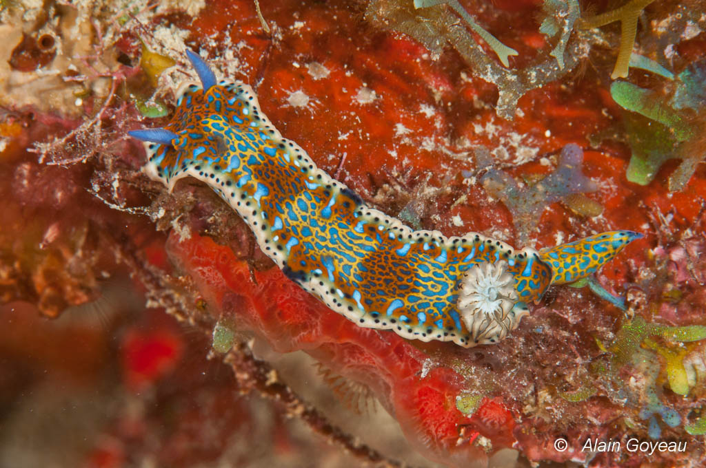 Hypselodoris alaini, une nouvelle espèce de limace découverte lors de la mission Karubenthos 2012.