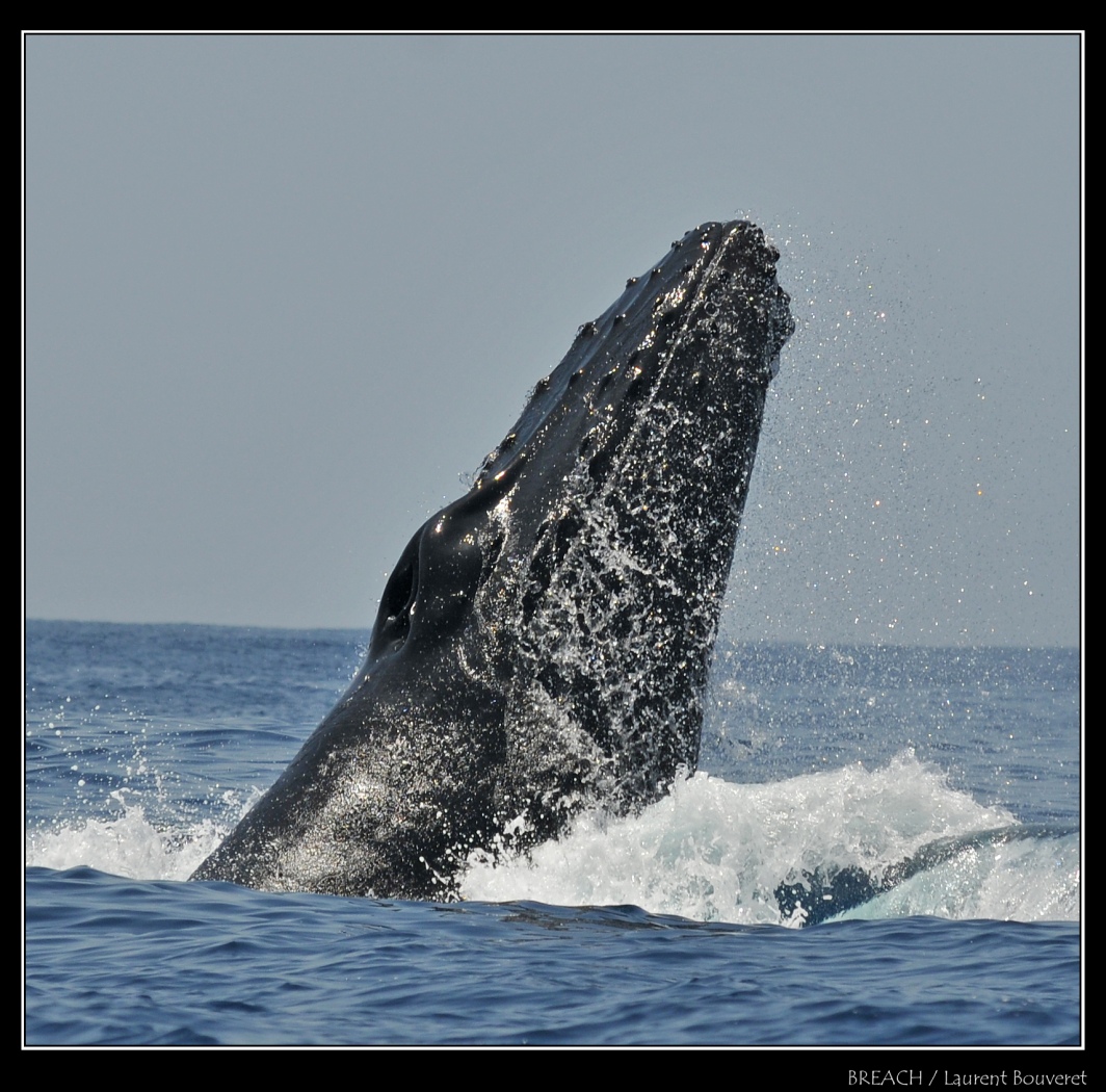 Les baleines à Bosse sont capables de faire des sauts spectaculaires hors de l'eau pour monter leur puissance.