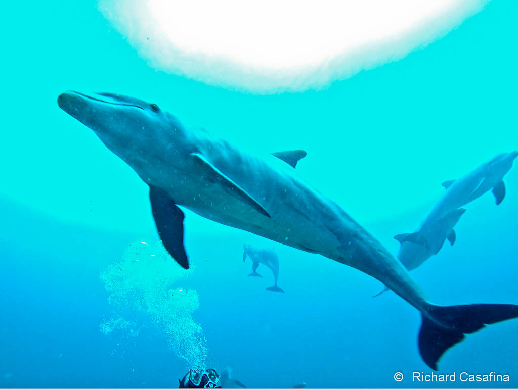 Le Grand Dauphin, Tursiops truncatus, est un cétacé présent dans toutes les mers chaudes du monde.