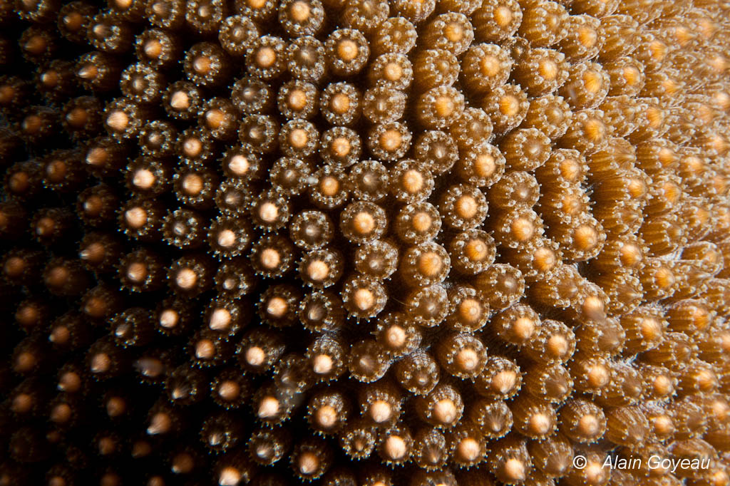 On aperçoit les oeufs dans la bouche des polypes. On aperçoit les oeufs dans la bouche des polypes.