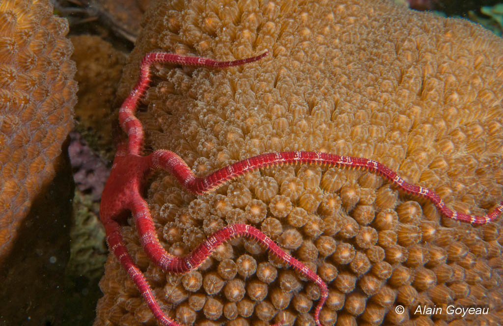 Une ophiure se prépare pour la capture des oeufs. Une ophiure se prépare pour la capture des oeufs.