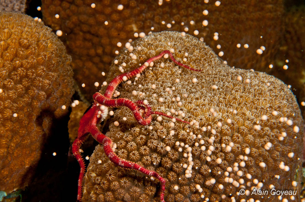 Le signal est donné, la colonie libère ses oeufs. Le signal est donné, la colonie libère ses oeufs.
