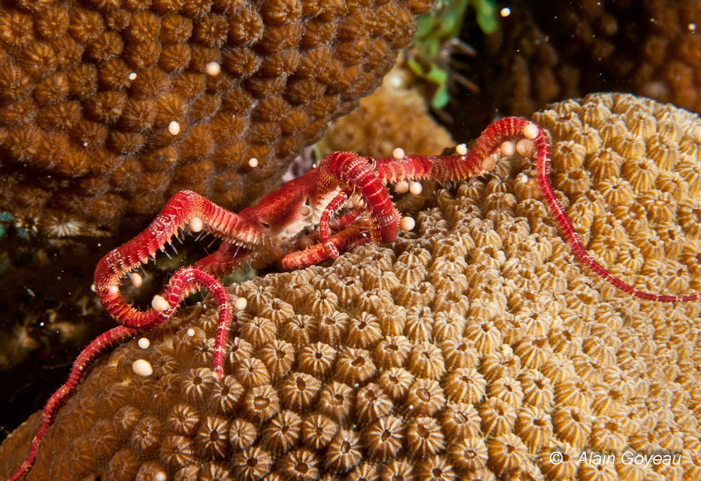 L'ophiure essait tant bien que mal d'attraper les ovocytes du corail.