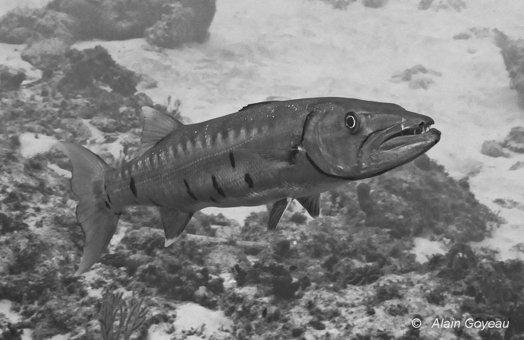 Le Barracuda est un poisson curieux qui n'hésite pas à s'approcher des plongeurs.