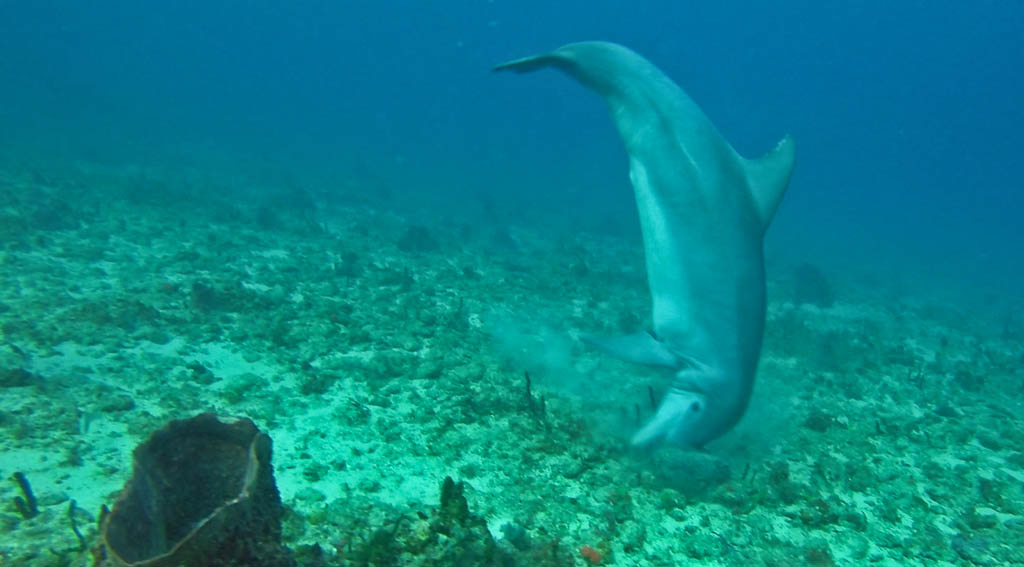 Un Grand Dauphin en pleine séance de grattage sur une éponge. Un Grand Dauphin en pleine séance de grattage sur une éponge.
