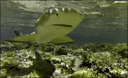 Le Requin Citron donne naissance à ses petits dans les eaux calmes et peu profondes du lagon. Le Requin Citron donne naissance à ses petits dans les eaux calmes et peu profondes du lagon.