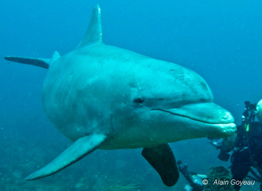 Le Chinois, un Grand dauphin qui doit son nom à son oeil bridé. Le Chinois, un Grand dauphin qui doit son nom à son oeil bridé.